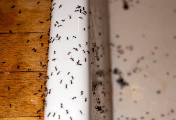 Best Exterminator Services  in Snellville, GA