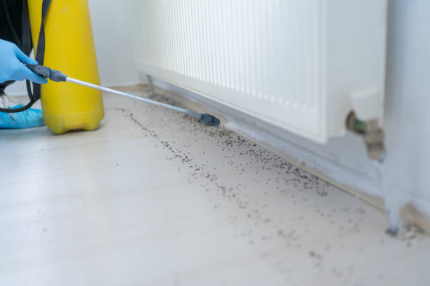 Best Local Pest Control Services  in Snellville, GA